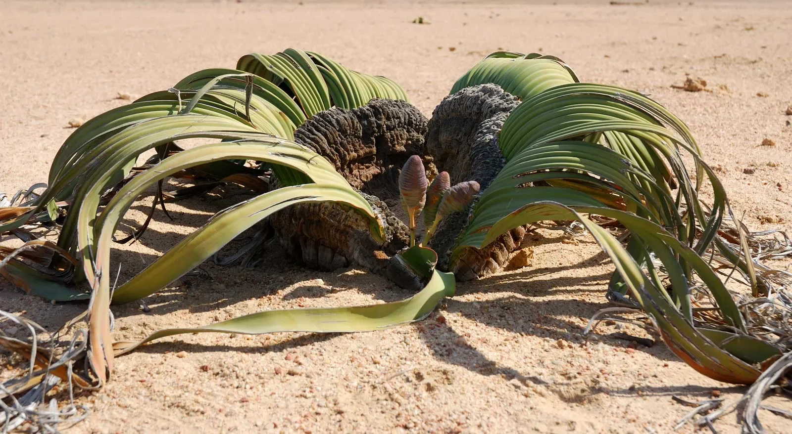 Read more about the article Welwitschia Mirabilis: The Living Fossil That Grows Just Two Leaves for Over 2,000 Years